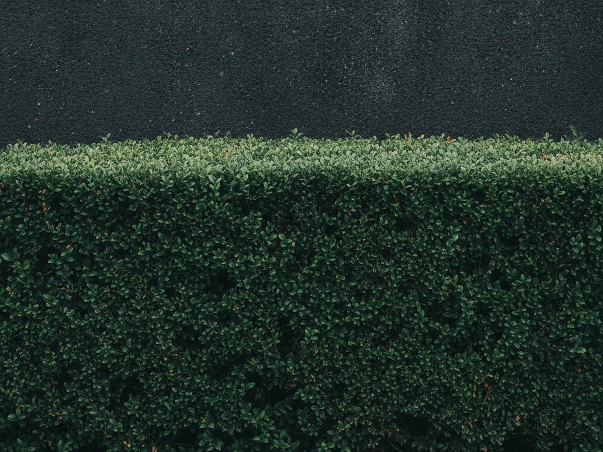 Closely trimmed hedge against a dark wall